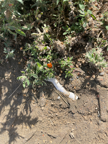 Seven-spotted Lady Beetle