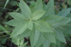 Amsonia repens