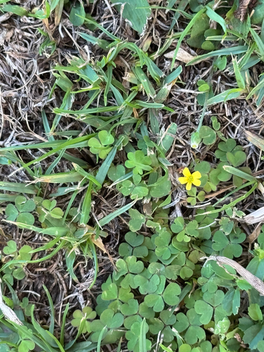Oxalis corniculata observed 2026-09-04