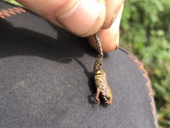 Pristimantis diadematus