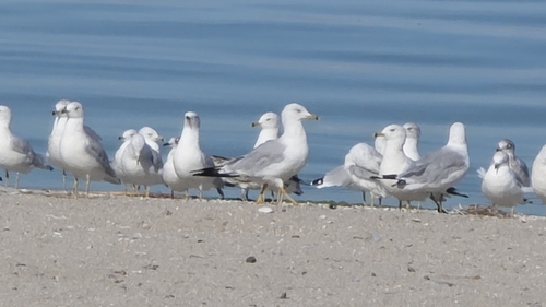 Ring-billed Gull