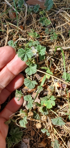 dwarf mallow