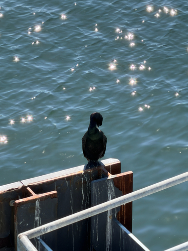 Pelagic Cormorant