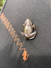 Pristimantis diadematus