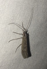 Glyphopsyche irrorata