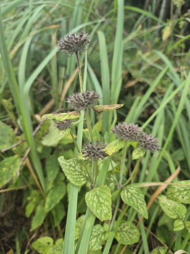 Wild Basil