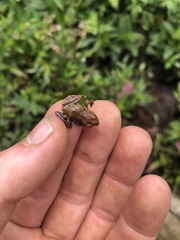 Pristimantis diadematus