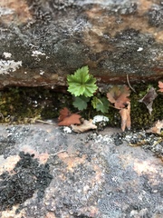 Telesonix heucheriformis