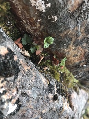 Telesonix heucheriformis