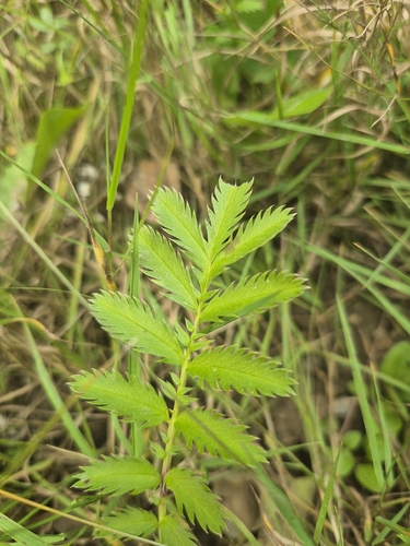 common silverweed