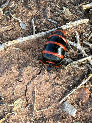 Megetra vittata