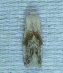 Eublemma minima