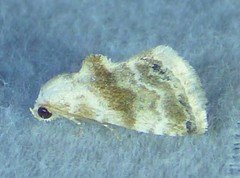 Eublemma minima