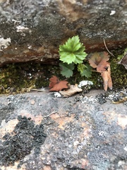 Telesonix heucheriformis