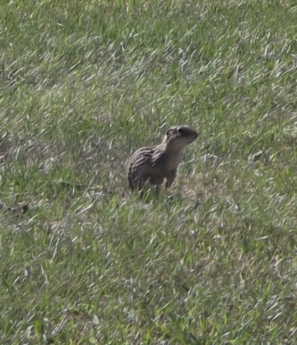 Thirteen-lined Ground Squirrel