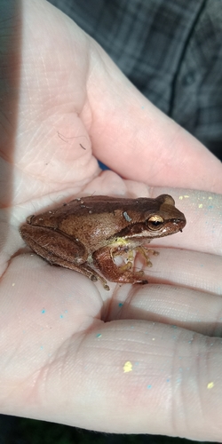 Southern Brown Tree Frog