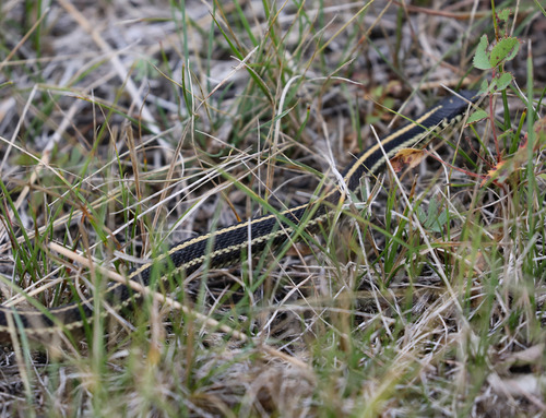 Plains Garter Snake