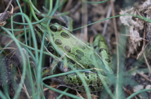 Northern Leopard Frog