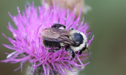 Brown-belted Bumble Bee