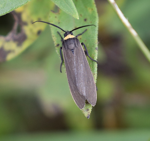 Yellow-collared Scape Moth