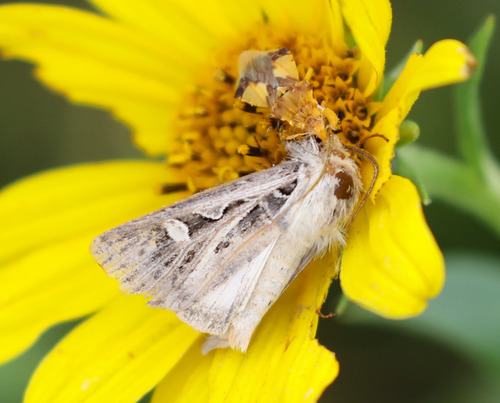 Jagged Ambush Bug
