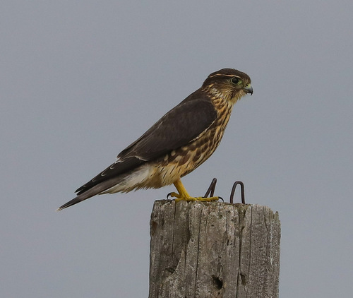 Merlin