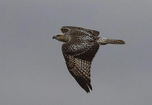 Red-tailed Hawk
