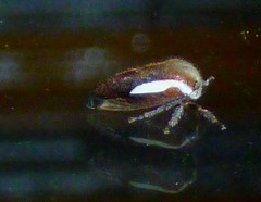 Ophiderma flavicephala