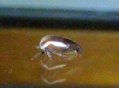 Ophiderma flavicephala