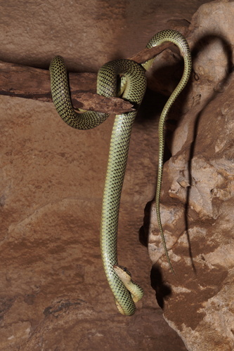 Golden Tree Snake