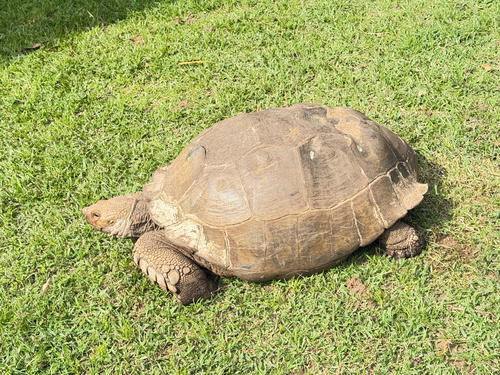 African Spurred Tortoise