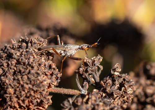 Longhorn Cactus Fly