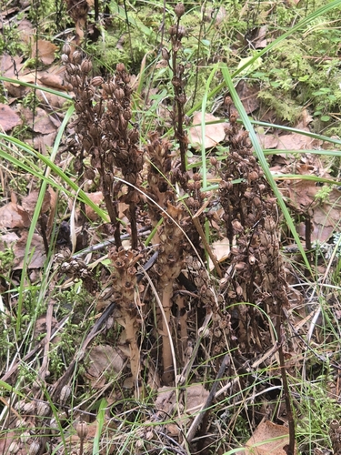 pinesap