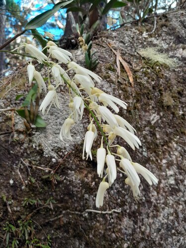 Dendrobium jonesii, photograph 2
