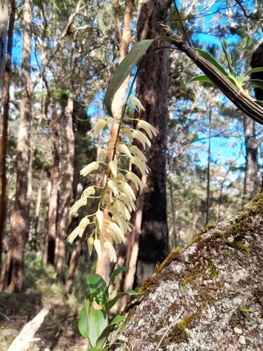 Dendrobium jonesii, photograph 1