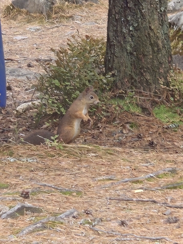 Eurasian Red Squirrel