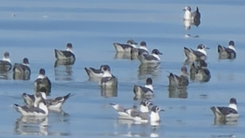 Franklin's Gull