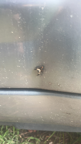 canopy jumping spider