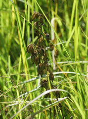 Epipactis palustris, photograph author not stated, no rights reserved