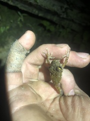 Pristimantis rubicundus