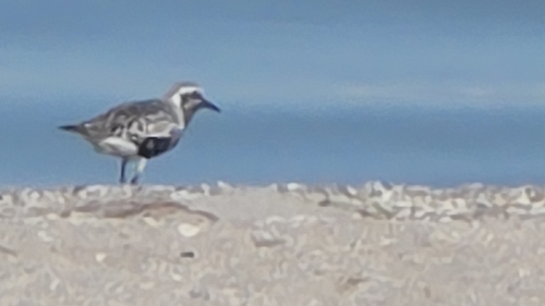 Black-bellied Plover
