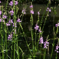 Physostegia pulchella