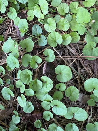 Dichondra carolinensis, photograph 2