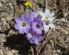 Linanthus parryae