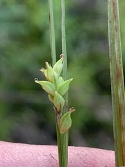 Carex styloflexa