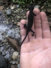 Gelanesaurus flavogularis