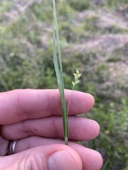 Carex styloflexa