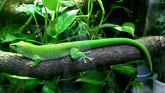 Phelsuma