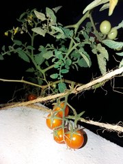 Solanum lycopersicum