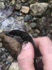 Gelanesaurus flavogularis